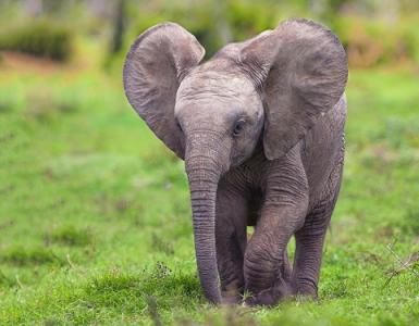 К чему снится слон и что обещает встреча с животным во сне