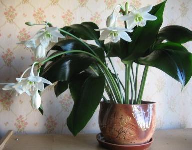 Flower of the Virgin Mary - indoor White Lily