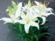 Features of growing a room lily and caring for it