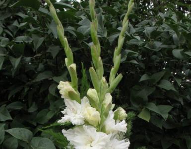 តើធ្វើដូចម្តេចដើម្បីពន្យារការចេញផ្កានៃ gladiolus