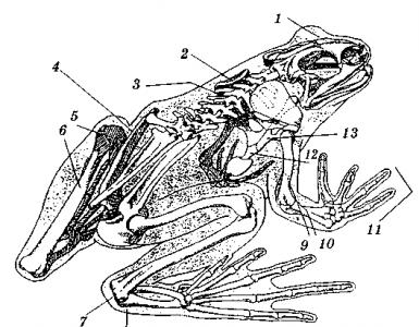 ប្រធានបទ៖ phylum Chordates class Amphibians សារមួយស្តីពីប្រធានបទនៃភាពសម្បូរបែបនៃ amphibians ដោយសង្ខេប