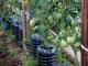 Методи за връзване на домати в оранжерия: инструкции за фиксиране на храсти
